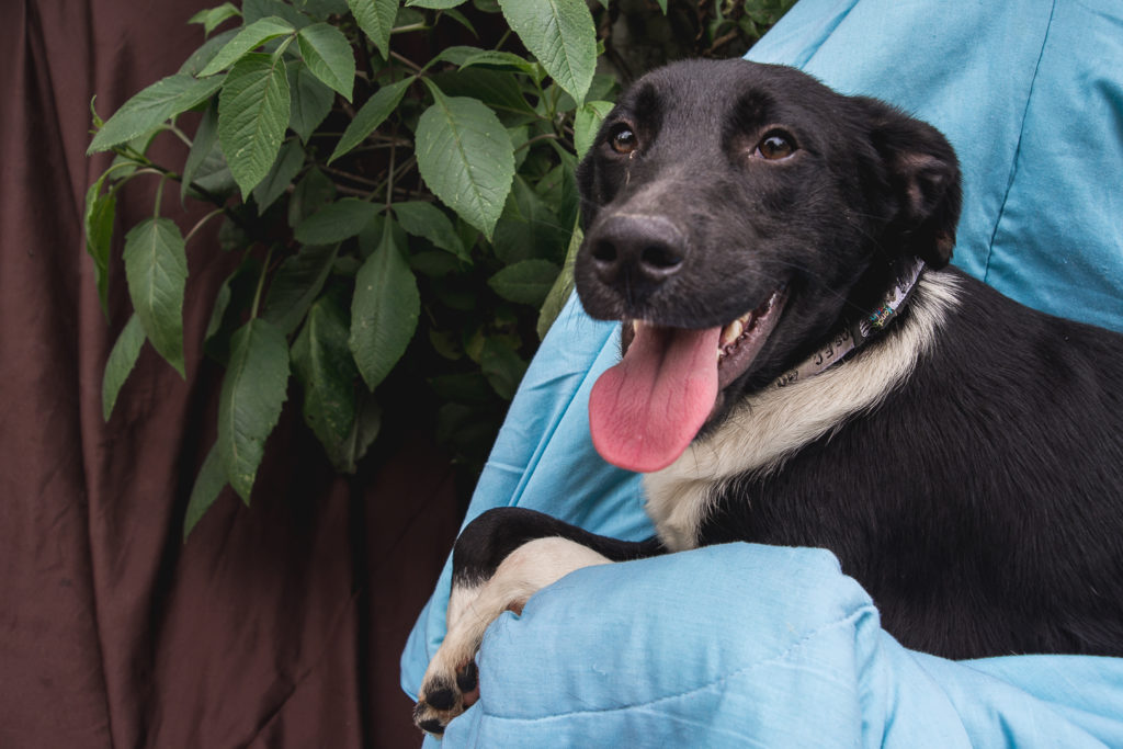 ABRIGO_CHACARA_DA_DOLORES_ANIMAIS_BY_HOMESICK_FOTOGRAFIA___FILME-137-1024x683-1