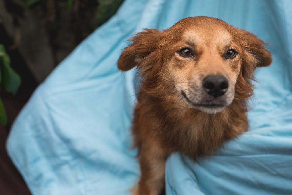 ABRIGO_CHACARA_DA_DOLORES_ANIMAIS_BY_HOMESICK_FOTOGRAFIA___FILME-147-1024x683-1