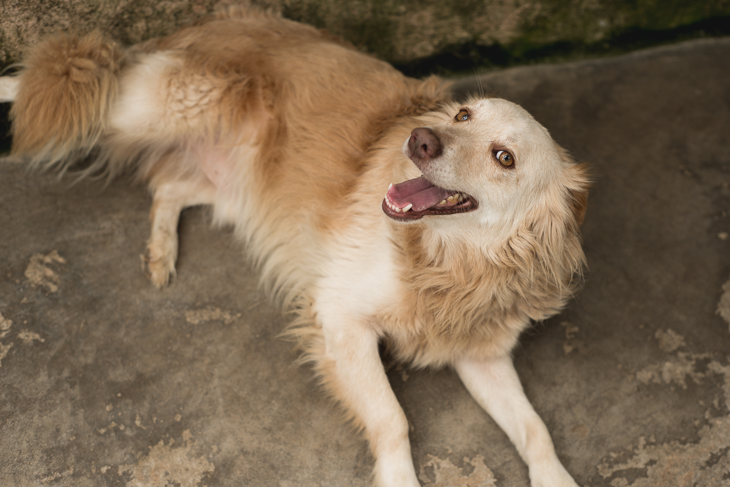 ABRIGO_CHACARA_DA_DOLORES_ANIMAIS_BY_HOMESICK_FOTOGRAFIA___FILME-9-1