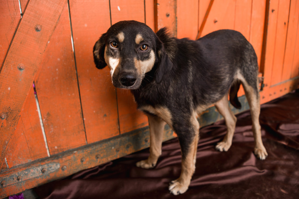 ABRIGO_CHACARA_DA_DOLORES_ANIMAIS_BY_HOMESICK_FOTOGRAFIA___FILME-93-1024x683-1