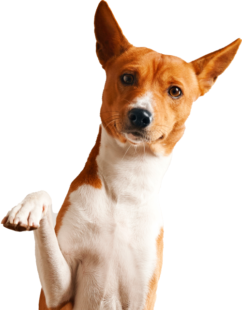 friendly-smart-basenji-dog-giving-his-paw-close-up-isolated-white